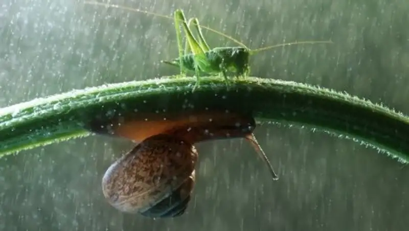 На юге и севере Казахстана ожидаются кратковременные дожди с грозами
