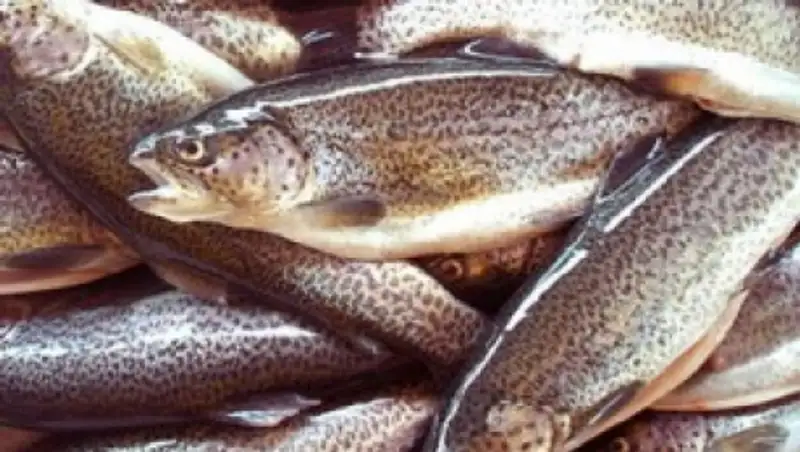 В ЕАЭС могут упростить ввоз форели и лосося