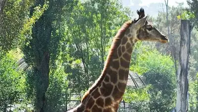 алматинский зоопарк, фото - Новости Zakon.kz от 12.07.2019 14:46