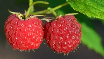 ягода, фото - Новости Zakon.kz от 17.07.2022 20:14