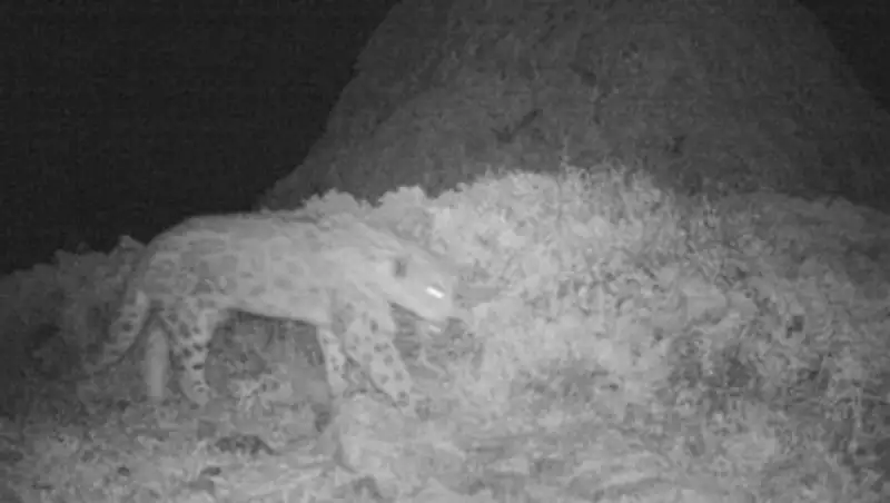 Снежный барс попал в камеры фотоловушек на юге Казахстана