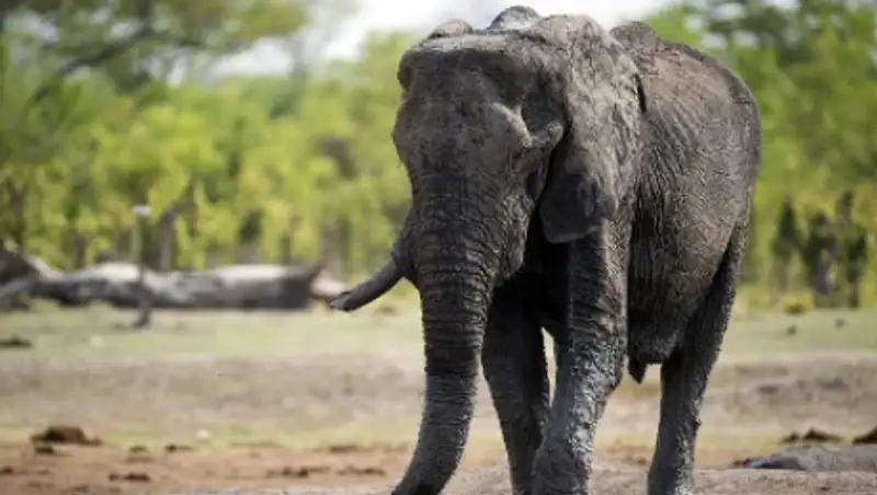 В Техасе отменили аукцион по продаже лицензии на убийство слона