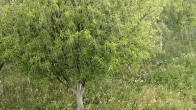 pixabay.com, фото - Новости Zakon.kz от 01.06.2021 17:34