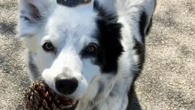 Independent, фото - Новости Zakon.kz от 29.07.2019 07:31