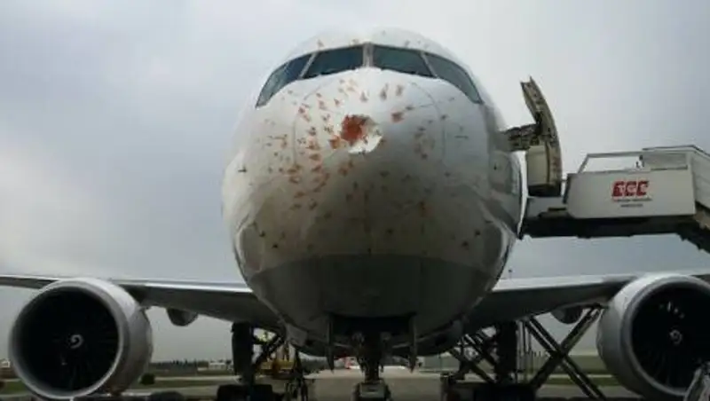 Направлявшийся в Казахстан турецкий Boeing 777 столкнулся со стаей птиц