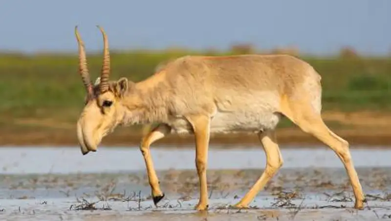 В ЗКО хотят создать природный резерват