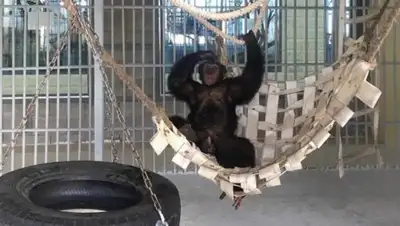 BNews.kz, фото - Новости Zakon.kz от 14.12.2018 14:05