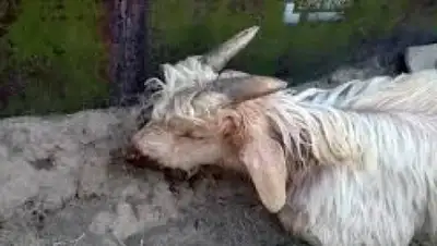 Zakon.kz, фото - Новости Zakon.kz от 31.07.2015 05:16