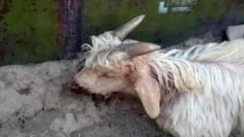 Ветеринары ЮКО: скот гибнет из-за безалаберности самих хозяев