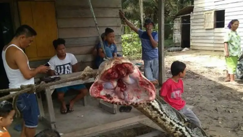Охранник врукопашную победил гигантского питона, но получил жуткие травмы