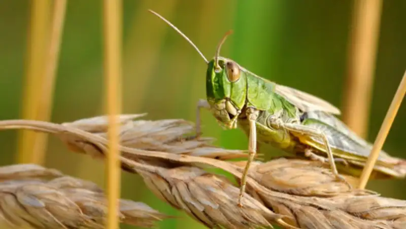 В Казахстане ожидается самое большое за последние 25 лет нашествие саранчи