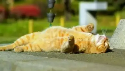 из открытых источников, фото - Новости Zakon.kz от 08.07.2018 09:15