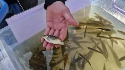 В Астане провели зарыбление реки Есиль, фото - Новости Zakon.kz от 08.10.2022 12:13