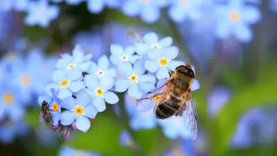 пчелы, фото - Новости Zakon.kz от 06.07.2022 23:46