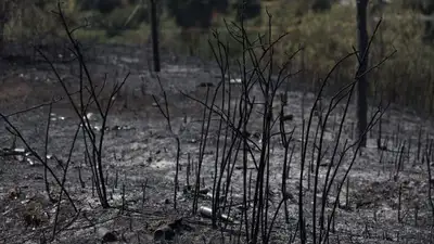 Крупный лесной пожар в Абайской области наконец полностью потушили, фото - Новости Zakon.kz от 13.07.2023 16:03