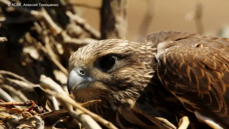 В Казахстане назвали птицу 2020 года