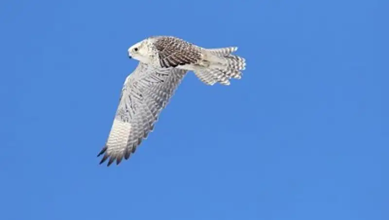 В России будут судить преступную группу, перевозившую редких птиц в Казахстан