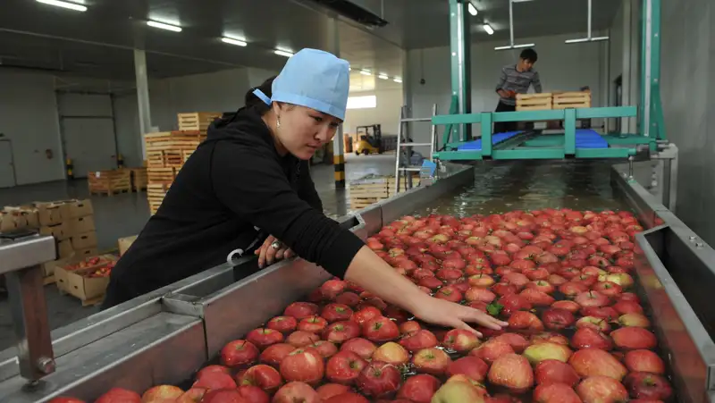 Как переработчикам сельхозпродукции получить субсидии на затраты