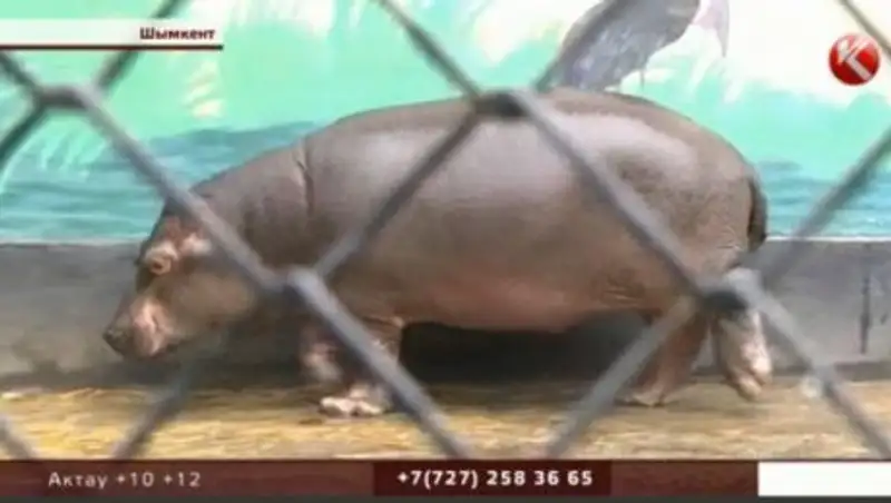 В шымкентском зоопарке умерла бегемот Ламбада