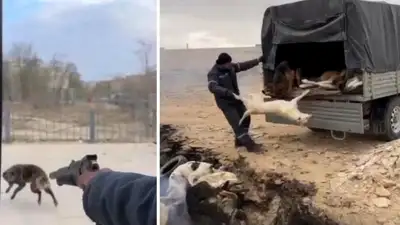 Жестокое обращение с животными: в сети появились кадры отлова собак в Жанаозене, фото - Новости Zakon.kz от 02.04.2023 05:49