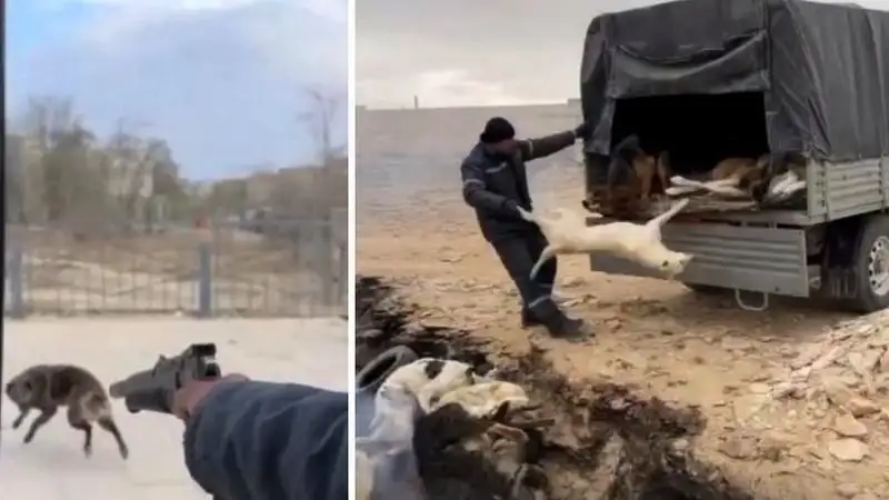 Жестокое обращение с животными: в сети появились кадры отлова собак в Жанаозене