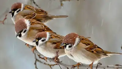 Zakon.kz, фото - Новости Zakon.kz от 01.03.2015 22:23