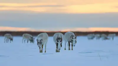 650 туш мертвых сайгаков обнаружили в двух областях Казахстана, фото - Новости Zakon.kz от 07.04.2023 17:43