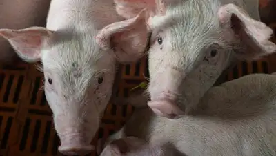 © РИА Новости / Александр Кондратюк, фото - Новости Zakon.kz от 17.08.2018 23:55