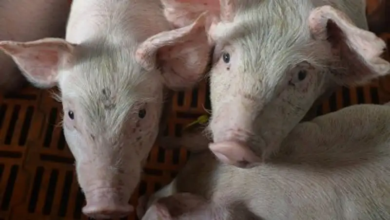 В Китае крупнейший производитель свинины закроет скотобойню из-за АЧС