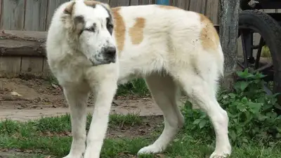 nautilus.com.ru, фото - Новости Zakon.kz от 08.05.2019 12:17