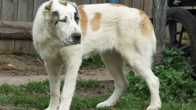 Алабая натравил на полицейских нетрезвый мужчина