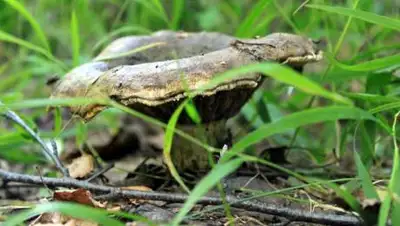 Zakon.kz, фото - Новости Zakon.kz от 13.05.2021 15:17