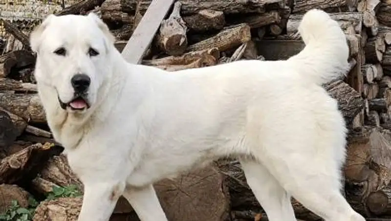 За жестокую дрессировку алабая наказан житель Аксу