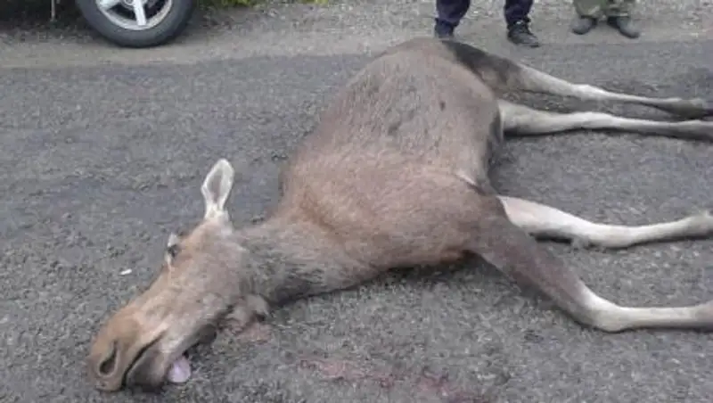 В Шемонаихинском районе ВКО «Daewoo Matiz» насмерть сбил беременную лосиху