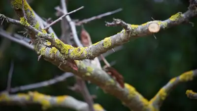 Pixabay, фото - Новости Zakon.kz от 25.06.2019 06:56