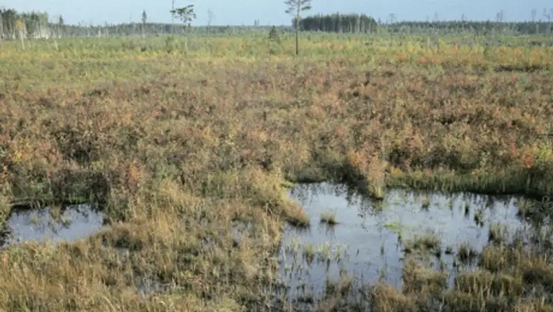 В Акмолинской области женщина едва не утонула в болоте
