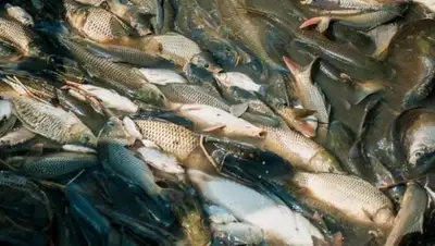 Открытые источники, фото - Новости Zakon.kz от 19.12.2018 22:38