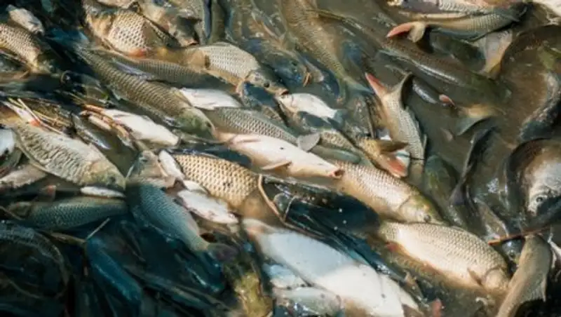Выявлены новые факты гибели рыбы в Атырау