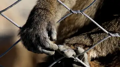 примат, фото - Новости Zakon.kz от 19.12.2022 01:03