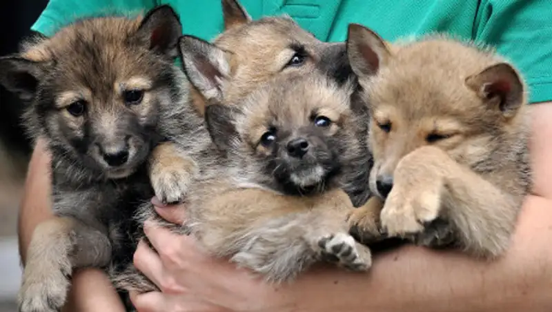 Животные-фотомодели