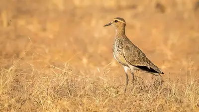 Из Казахстана в Индию и Судан - интересное открытие о казахстанских кречетках сделали ученые, фото - Новости Zakon.kz от 01.03.2023 10:12