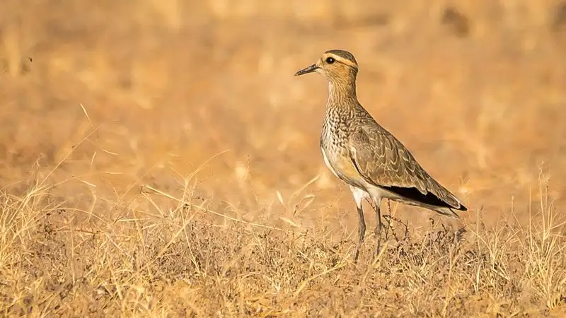 Из РК в Индию и Судан: интересное открытие о казахстанских кречетках сделали ученые