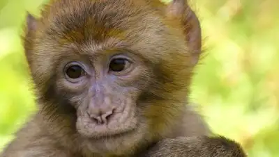 Pixabay, фото - Новости Zakon.kz от 26.06.2020 12:18