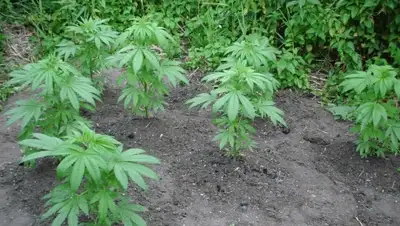 Zakon.kz, фото - Новости Zakon.kz от 22.05.2015 18:13