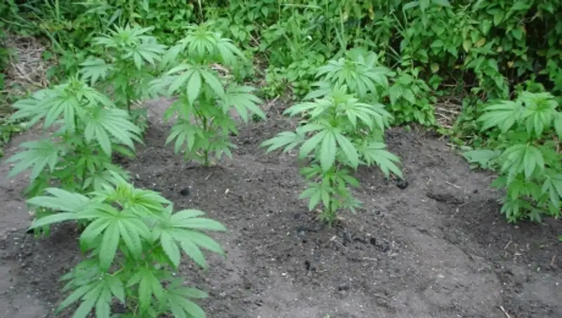 Пожилой житель Жаркента задержан за культивирование марихуаны на своем участке