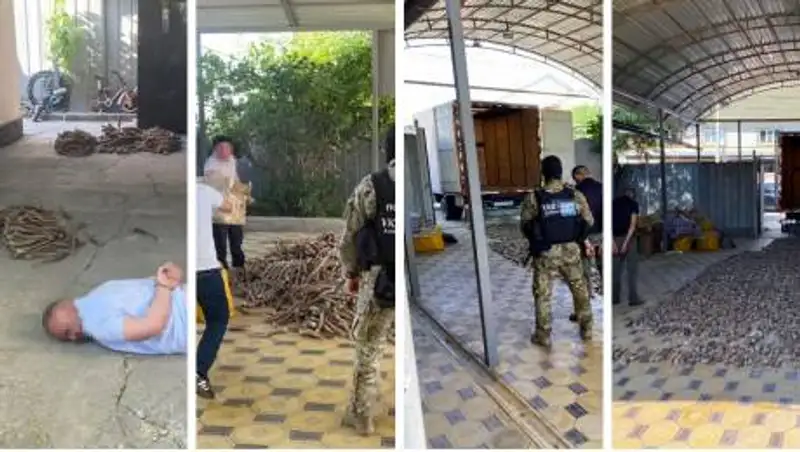 Спецоперация КНБ: пресечена контрабанда 700 кг сайгачьих рогов в Китай