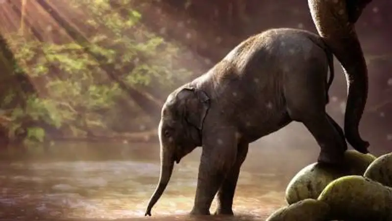 В Китае более 150 тыс. жителей были эвакуированы из-за мигрирующих слонов