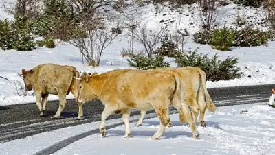 pixabay.com, фото - Новости Zakon.kz от 29.01.2019 12:33