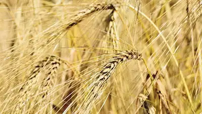 В Казахстане планируют ввести запрет на ввоз пшеницы , фото - Новости Zakon.kz от 18.08.2023 15:16