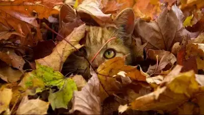 galerey-room.ru, фото - Новости Zakon.kz от 21.09.2018 12:29